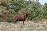 LABRADOR 079